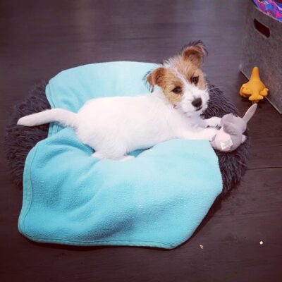 Jack Russell Terrier BAMBI