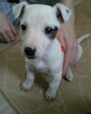 Baby Jack Russell Puppies For Sale
