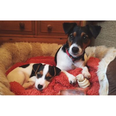 Short Legged Jack Russell Terriers for sale