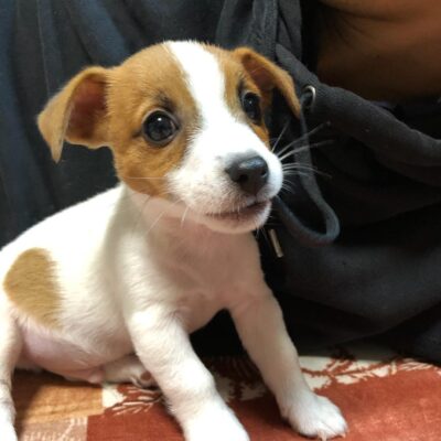 jack russell terrier puppies
