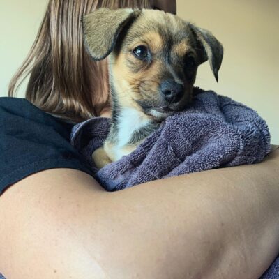 Jack Russell For Sale Near Me