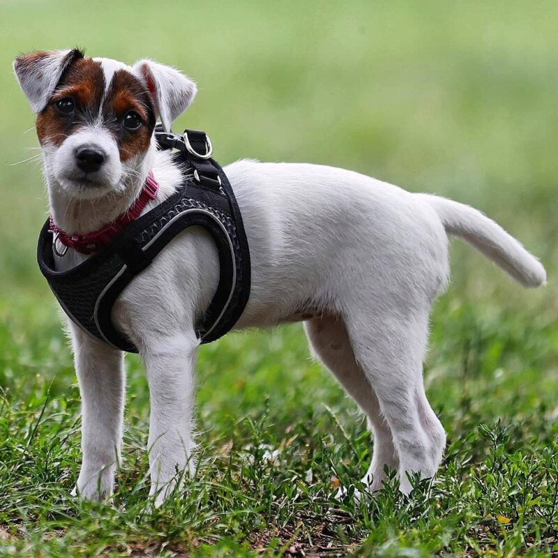 Jack Russell Terrier Breed