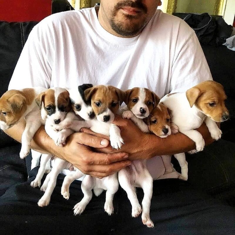 Jack Russell Terrier Puppy